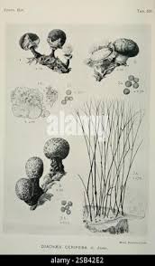 Attēlu rezultāti vaicājumam “Diachea leucopodia young”