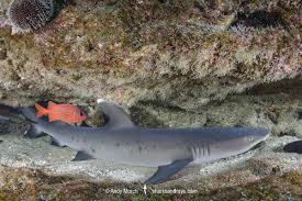 Image result for Triaenodon obesus