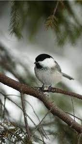 Attēlu rezultāti vaicājumam “Poecile montanus”