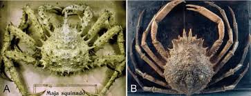Image result for Lithodes maja