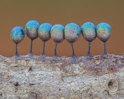 Attēlu rezultāti vaicājumam “Lamproderma ovoideum macro”