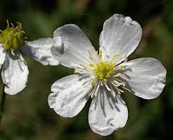 Attēlu rezultāti vaicājumam “Ranunculus lanuginosus bud”