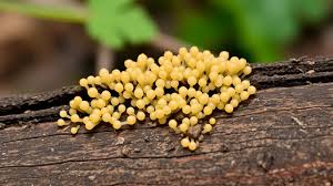 Attēlu rezultāti vaicājumam “Trichia varia”