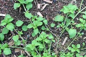 Attēlu rezultāti vaicājumam “Stellaria longifolia leaf”