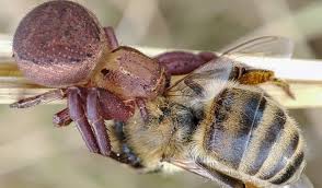 Attēlu rezultāti vaicājumam “Xysticus bifasciatus”