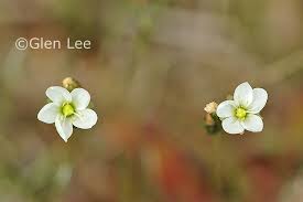 Attēlu rezultāti vaicājumam “Drosera anglica flower”