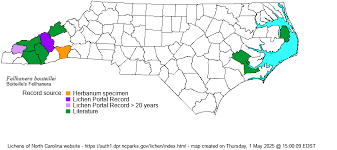 Attēlu rezultāti vaicājumam “Fellhanera subtilis”