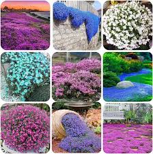 Attēlu rezultāti vaicājumam “Thymus serpyllum flower”