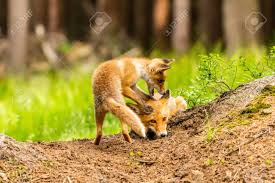 Attēlu rezultāti vaicājumam “Vulpes vulpes  adult”