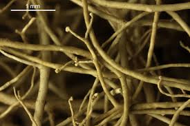 Attēlu rezultāti vaicājumam “Ramalina thrausta”