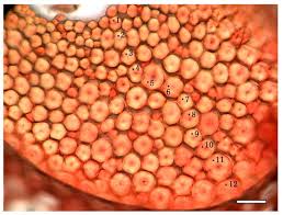 Attēlu rezultāti vaicājumam “Lignydium muscorum macro”