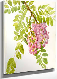 Attēlu rezultāti vaicājumam “Robinia neomexicana”