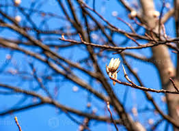 Attēlu rezultāti vaicājumam “Liriodendron tulipifera bud”