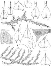 Attēlu rezultāti vaicājumam “Sciuro-hypnum reflexum”