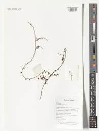 Attēlu rezultāti vaicājumam “Oxycoccus palustris leaf”