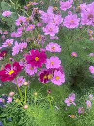 Image result for Cosmos bipinnatus `Double Click`