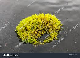 Attēlu rezultāti vaicājumam “Philonotis”