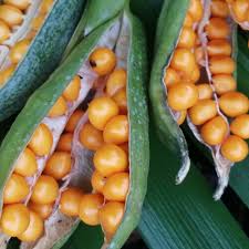 Attēlu rezultāti vaicājumam “Iris pseudacorus fruit”