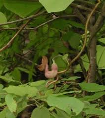 Attēlu rezultāti vaicājumam “Aristolochia durior”
