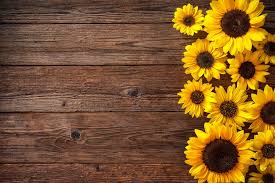 Résultat de recherche d'images pour "tournesol"