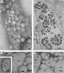 Attēlu rezultāti vaicājumam “Strongylosoma pallipes”