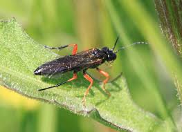 Attēlu rezultāti vaicājumam “Tenthredo campestris female”