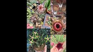 Attēlu rezultāti vaicājumam “Asclepiadaceae”