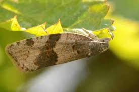 Attēlu rezultāti vaicājumam “Pandemis cerasana”