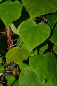 Attēlu rezultāti vaicājumam “Menispermum dauricum”