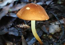 Attēlu rezultāti vaicājumam “Marasmius sp.”