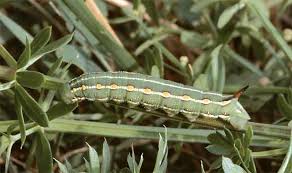 Attēlu rezultāti vaicājumam “Hyles gallii larva”