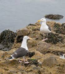 Attēlu rezultāti vaicājumam “Larus marinus adult”