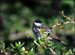 Image result for Dendroica striata