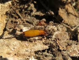 Attēlu rezultāti vaicājumam “Yponomeuta evonymella larva”