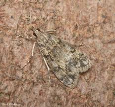 Attēlu rezultāti vaicājumam “Eudonia lacustrata”