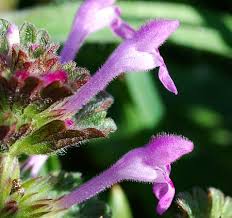 Attēlu rezultāti vaicājumam “Lamium amplexicaule flower”