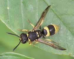 Attēlu rezultāti vaicājumam “Ancistrocerus sp. male”