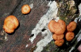 Attēlu rezultāti vaicājumam “Hypocrea rufa”