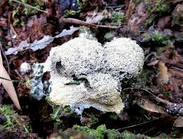 Attēlu rezultāti vaicājumam “Fuligo septica var. rosea”