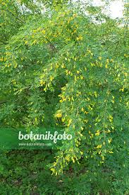 Attēlu rezultāti vaicājumam “Caragana arborescens flower”