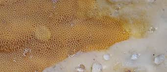 Attēlu rezultāti vaicājumam “Ceriporia”