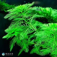 「綠羽毛」的圖片搜尋結果