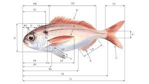 Image result for Pagellus bogaraveo