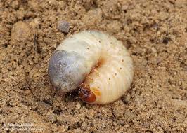 Attēlu rezultāti vaicājumam “Potosia cuprea”