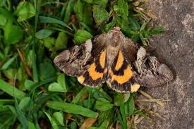 Attēlu rezultāti vaicājumam “Catocala fulminea”