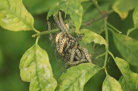 Attēlu rezultāti vaicājumam “Yponomeuta malinellus / cagnagella imago”