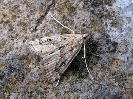 Attēlu rezultāti vaicājumam “Parapoynx stratiotata male”