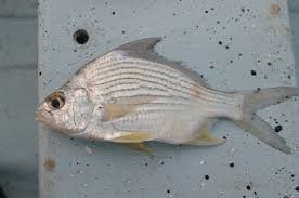 Image result for Eugerres plumieri