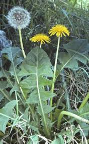 Attēlu rezultāti vaicājumam “Taraxacum suecicum leaf”