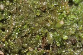 Attēlu rezultāti vaicājumam “Leiocolea collaris”